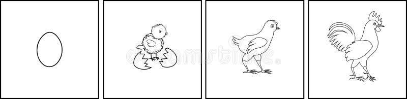 Ciclo de vida del pollo ilustraciãn del vector ilustraciãn de blanco