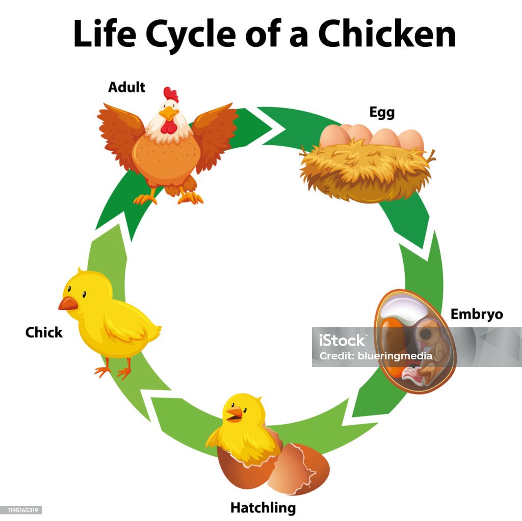 Diagram showing life cycle of chicken stock illustration