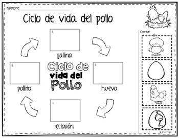 Ciclo de vida del pollo chicken life cycle life cycles education skills