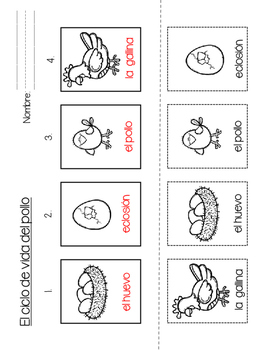 El ciclo de vida del pollo by clever classroom contributions tpt