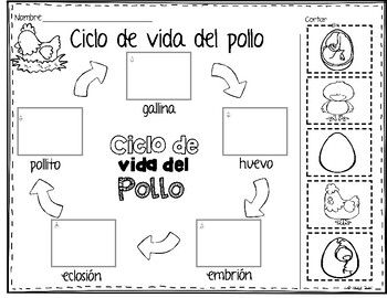 Ciclo de vida del pollo chicken life cycle life cycles education skills