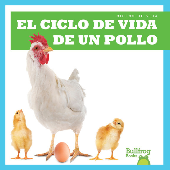 El ciclo de vida de un pollo a chickens life cycle
