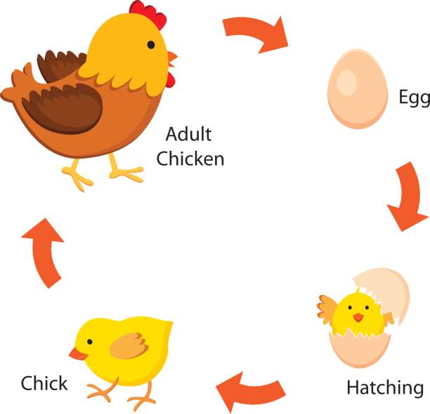 Chicken life cycle stock photos pictures royalty