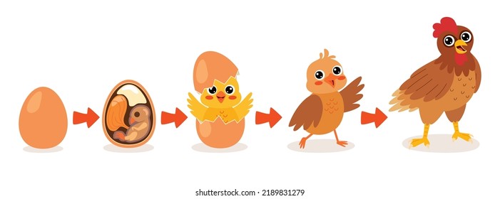 Life cycle chick images stock photos d objects vectors