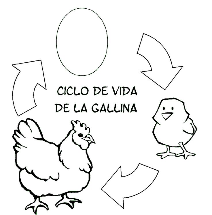 Recursos y actividad para educaciãn infantil ciclo de la vida de una gallina gallinas ciclos de vida actividad