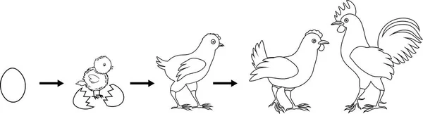 Coloring page stages chicken growth egg adult bird stock vector by mariaflaya