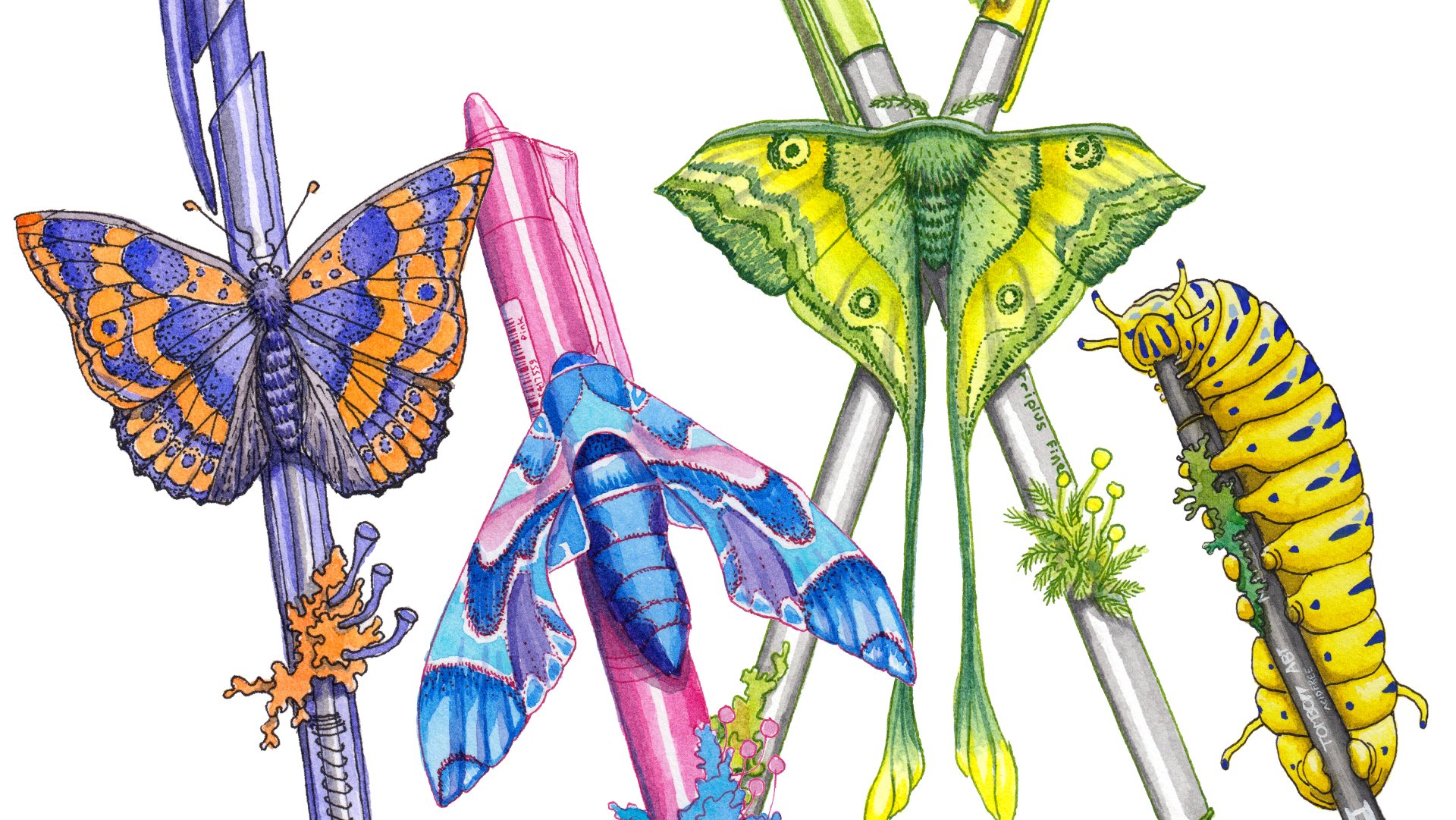 Cãmo pintar mariposas polillas y orugas