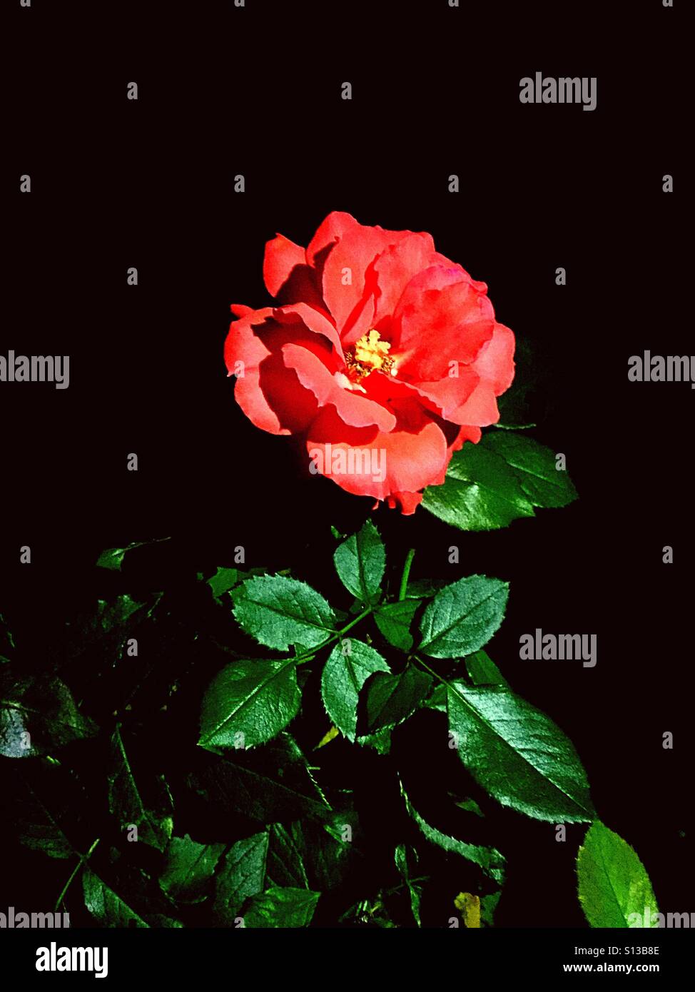 El principito y la rosa fotografãas e imãgen de alta roluciãn