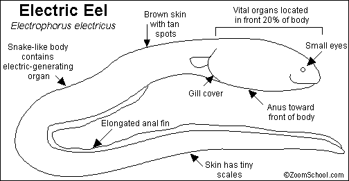 Electric eel printout
