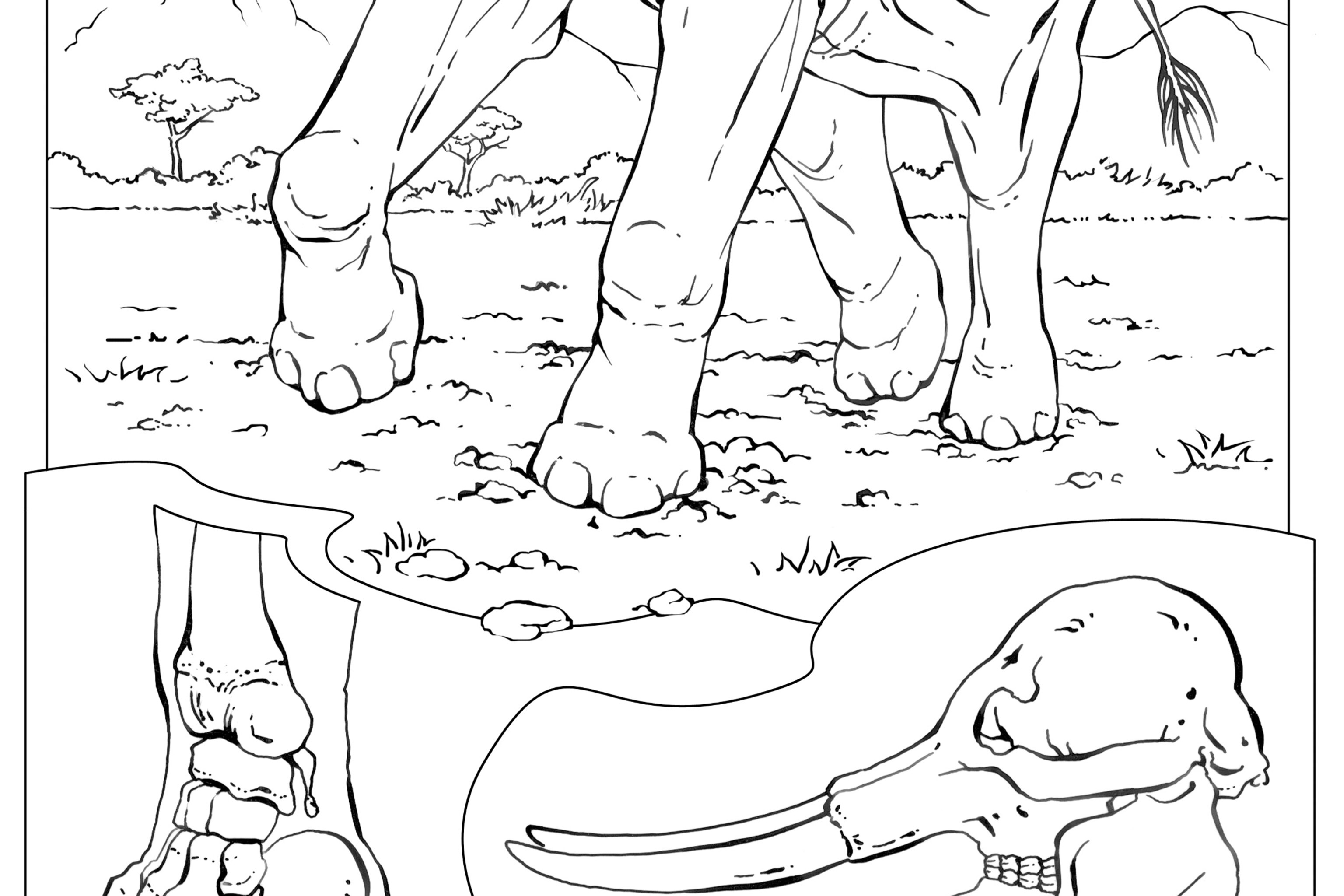 Coloring book animals a to i