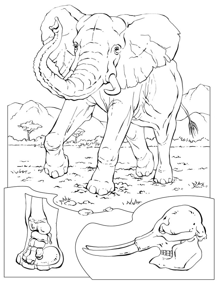 Free printable elephant coloring pages for kids elephant coloring page animal coloring pages zebra coloring pages