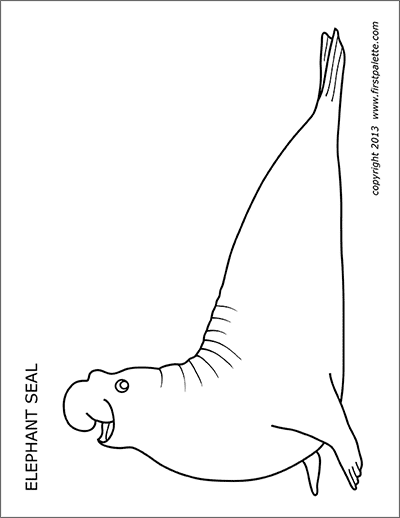 Elephant seal free printable templates coloring pages animal printables elephant seal animal templates