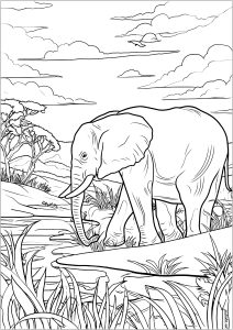 Elephants