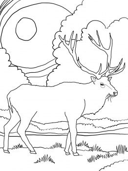 Rocky mountain elk coloring page super coloring deer coloring pages online coloring pages free printable coloring pages