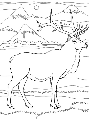 Elk or wapiti coloring page free printable coloring pages