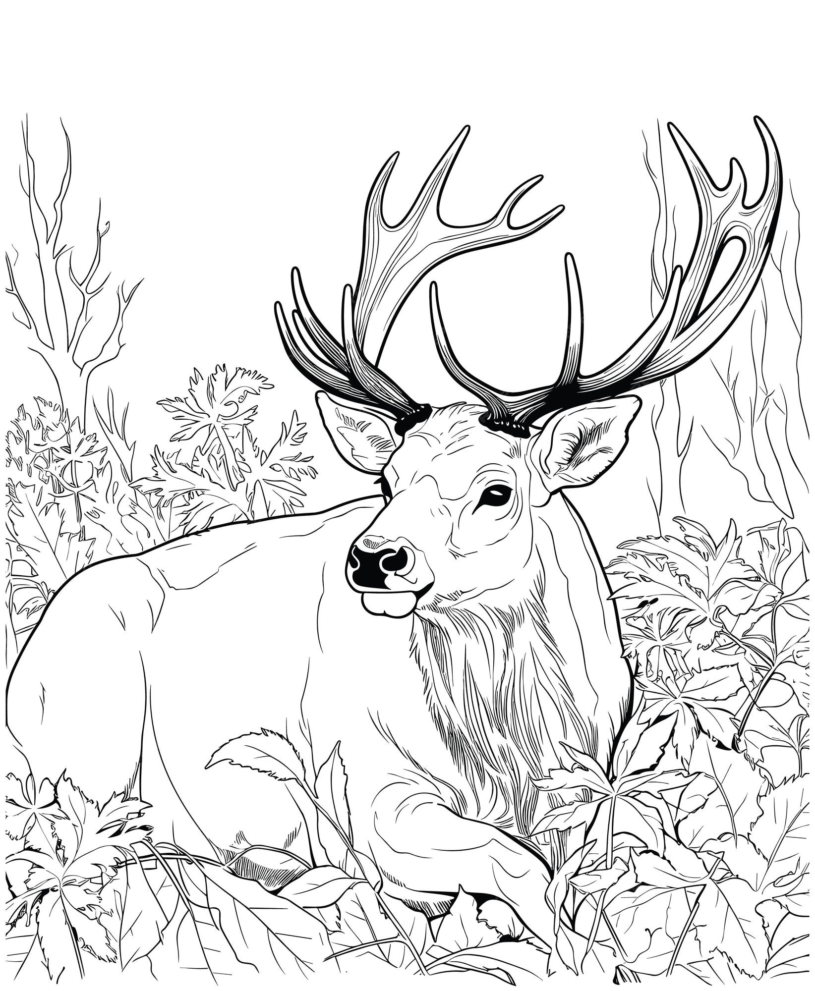 Premium vector elk jungle coloring pages