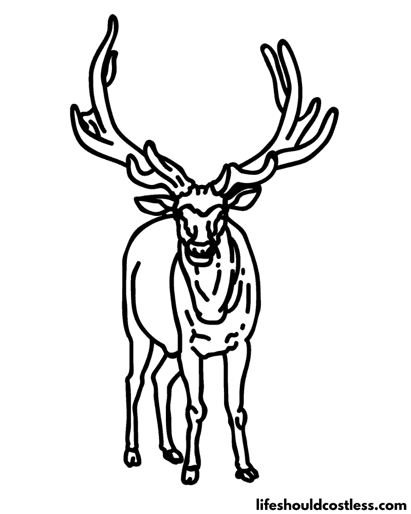 Elk coloring pages free printable pdf templates