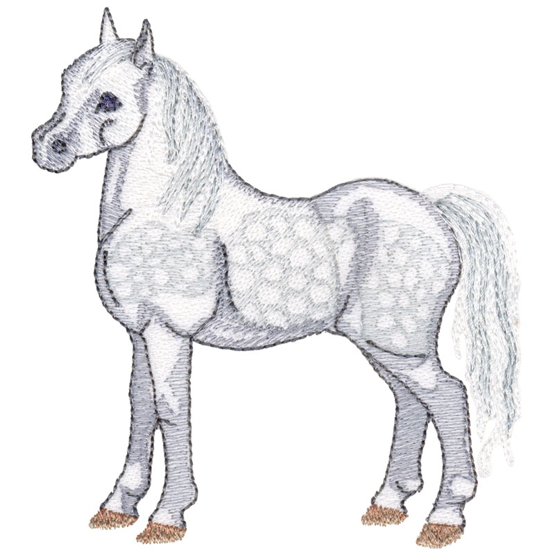 Welsh mountain pony