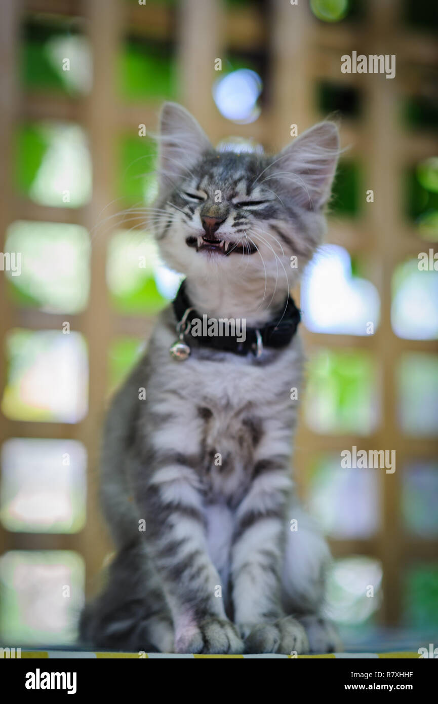 Emoticon de gato fotografãas e imãgen de alta roluciãn