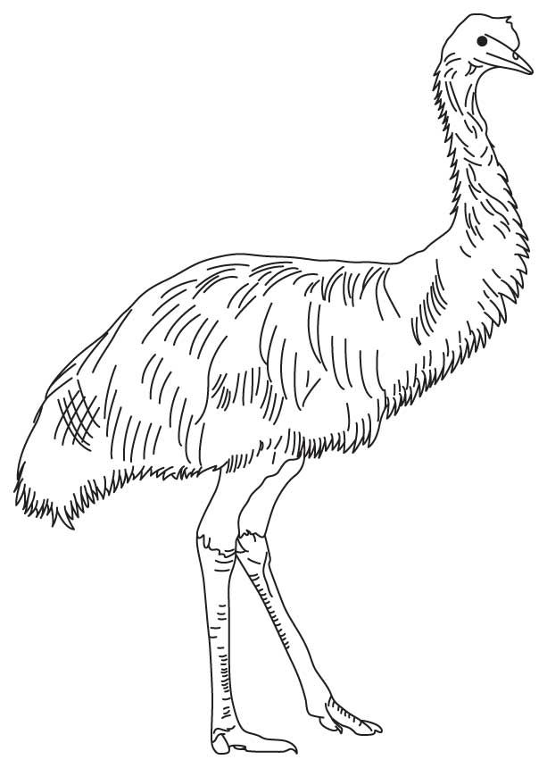 Coloring pages emu bird coloring pages
