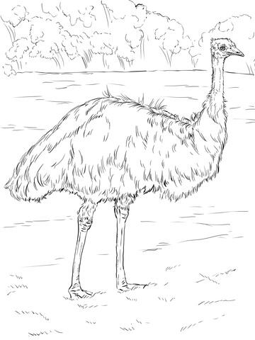 Realistic emu coloring page free printable coloring pages