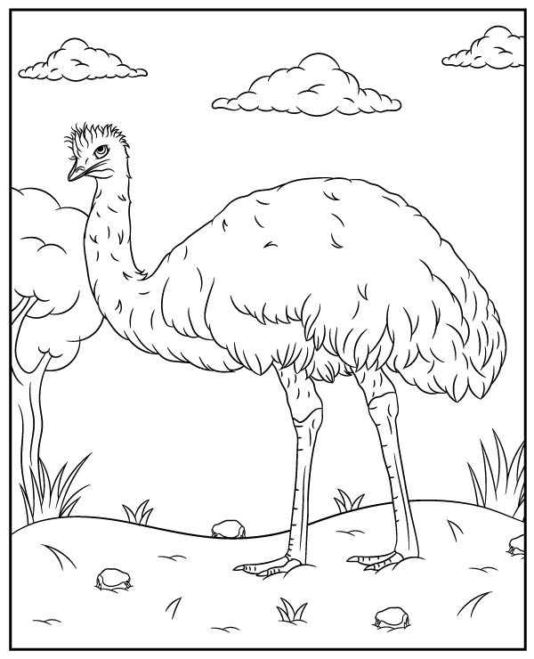 Emu coloring page flightless bird
