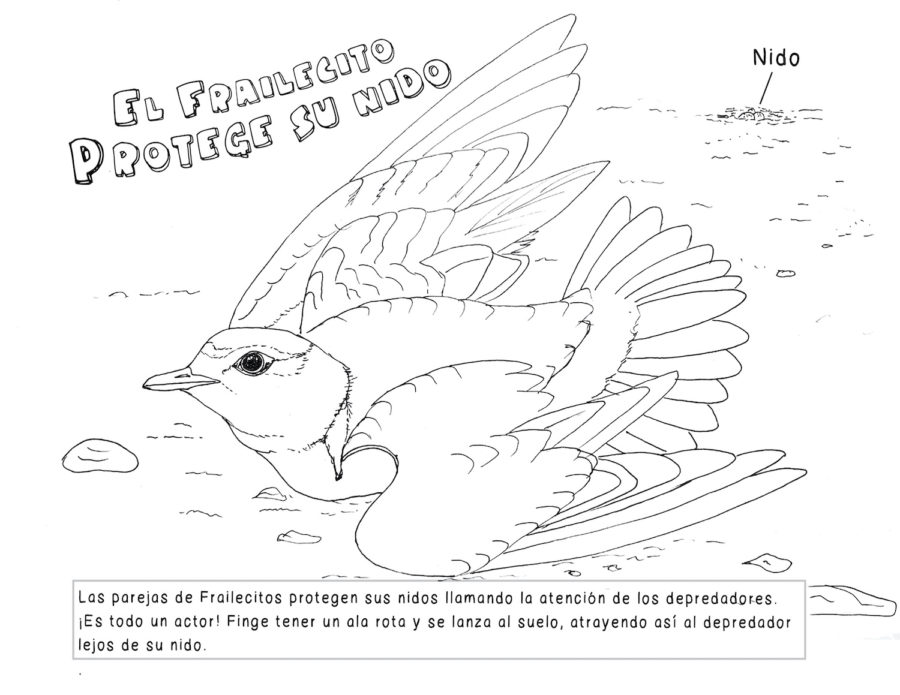 New coloring book color and protect the snowy plover â english and spanish â