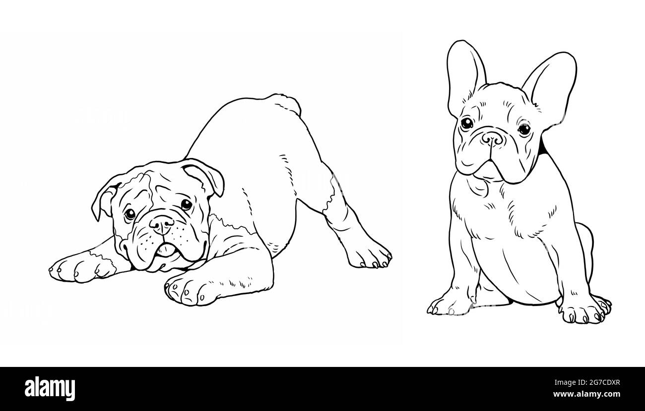 English bulldog dog cartoon coloring cut out stock images pictures