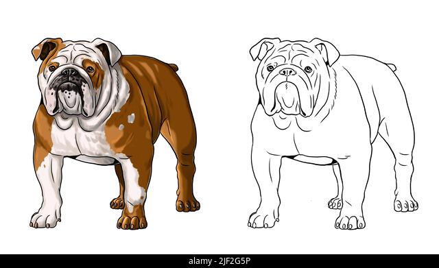 English bulldog dog cartoon coloring cut out stock images pictures