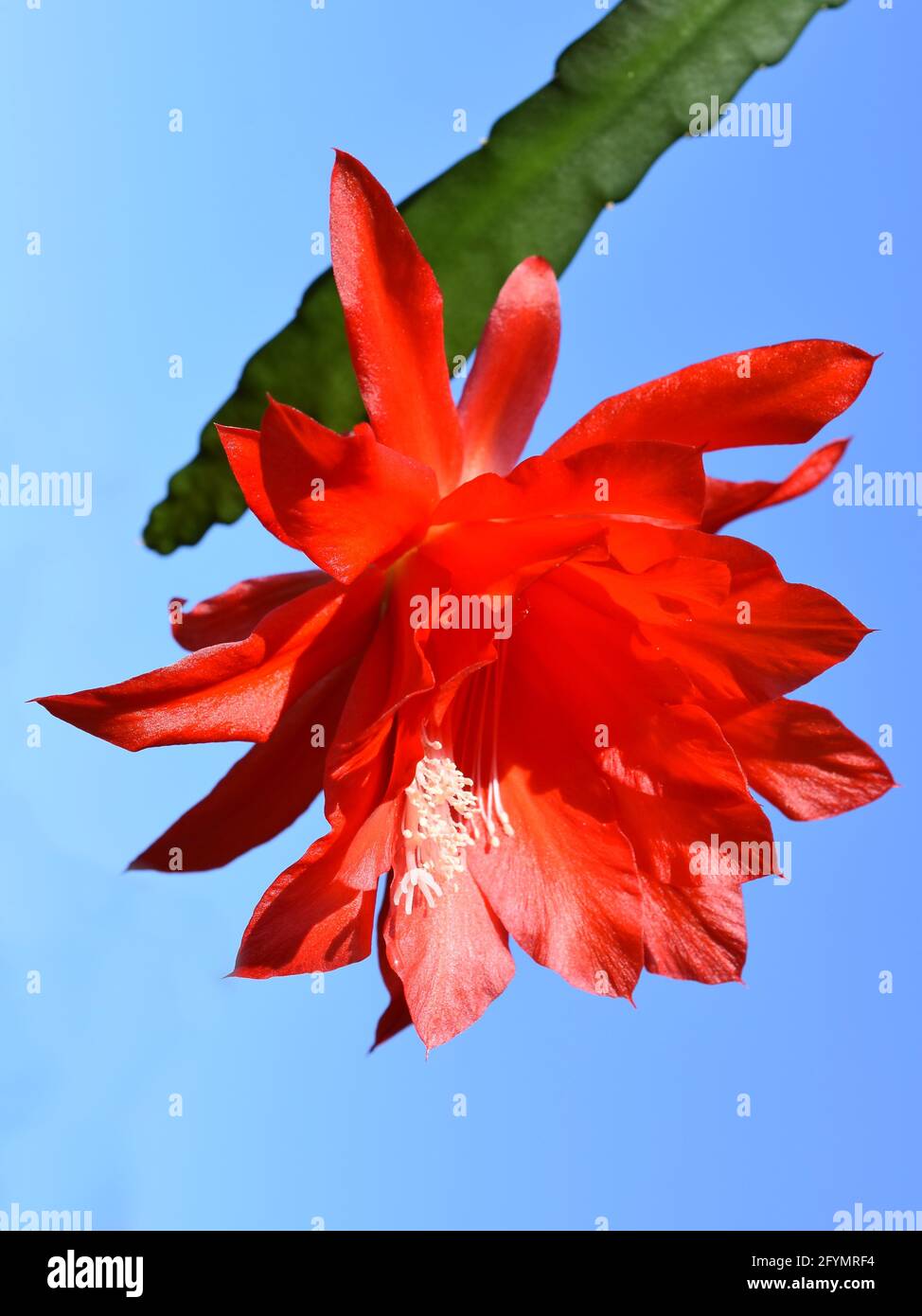 Epiphyllum epiphyllum hi