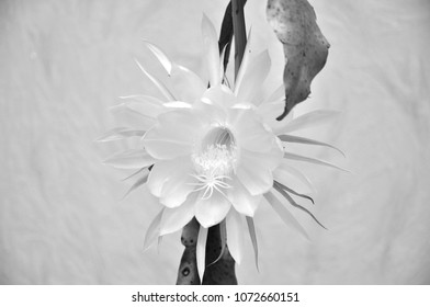 Epiphyllum ackermannii åçãåºåç çãd çäåçéå