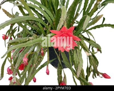 Blooming orchid cactus disocactus ackermannii stock photo