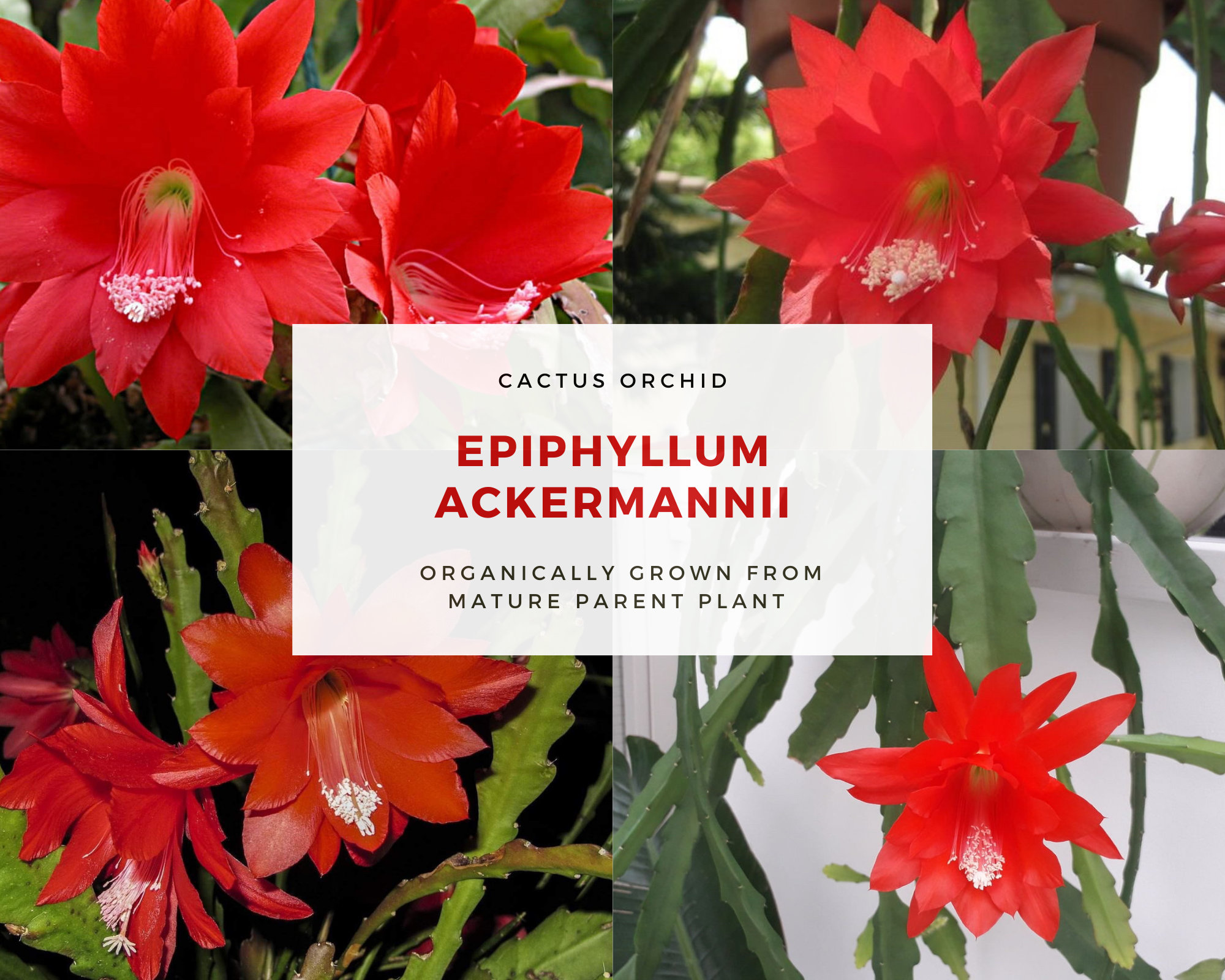 Rare epiphyllum orchid cactus cutting