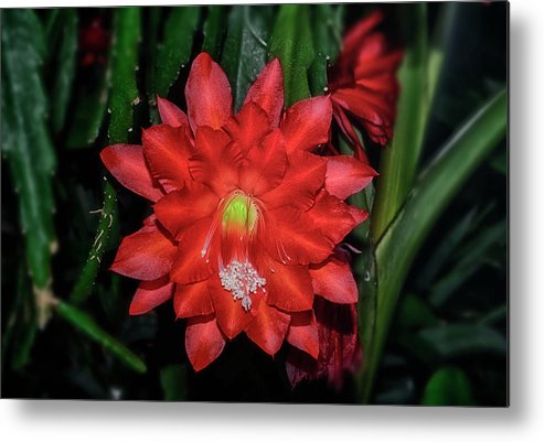 Orchid cactus