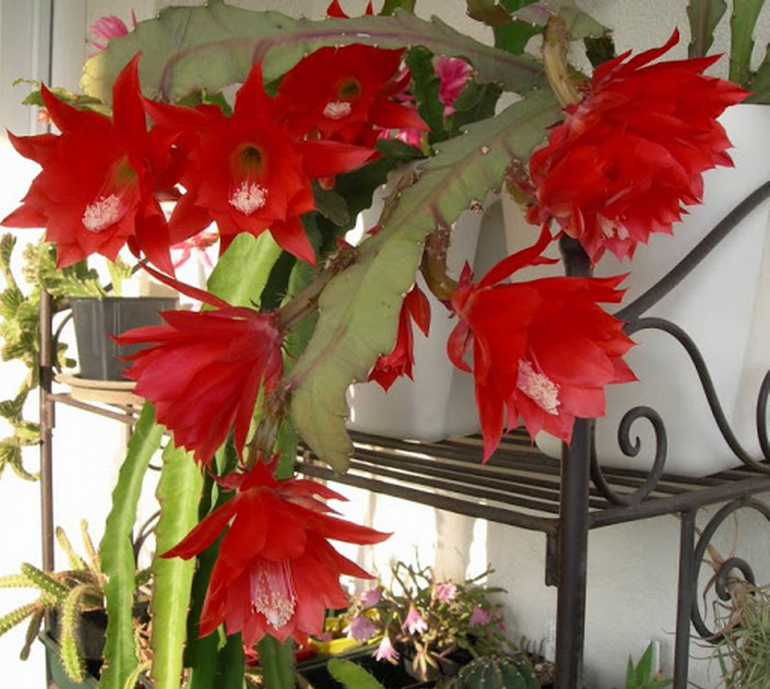 Red orchid cactus