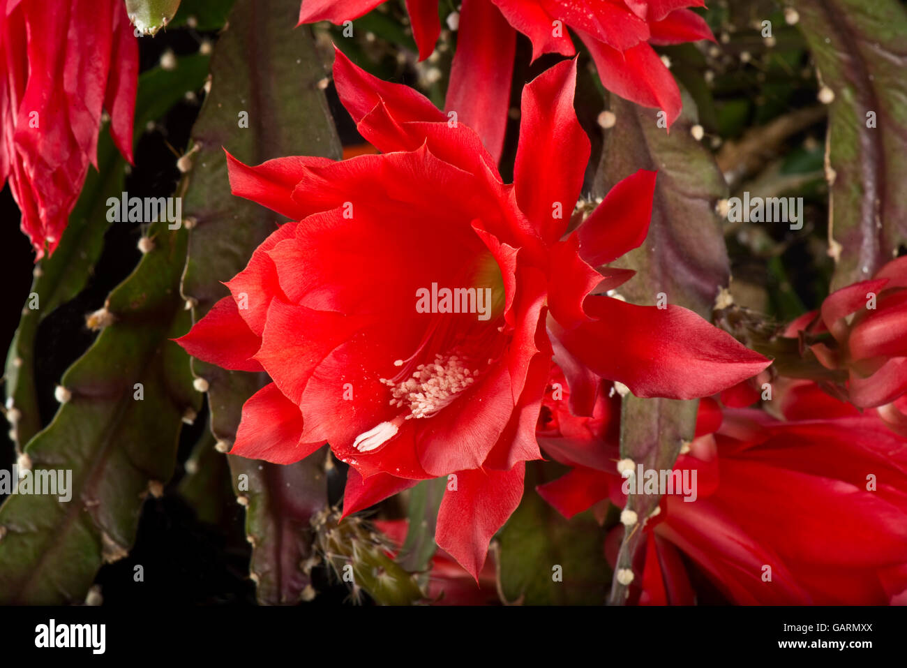 Disocactus ackermannii hi
