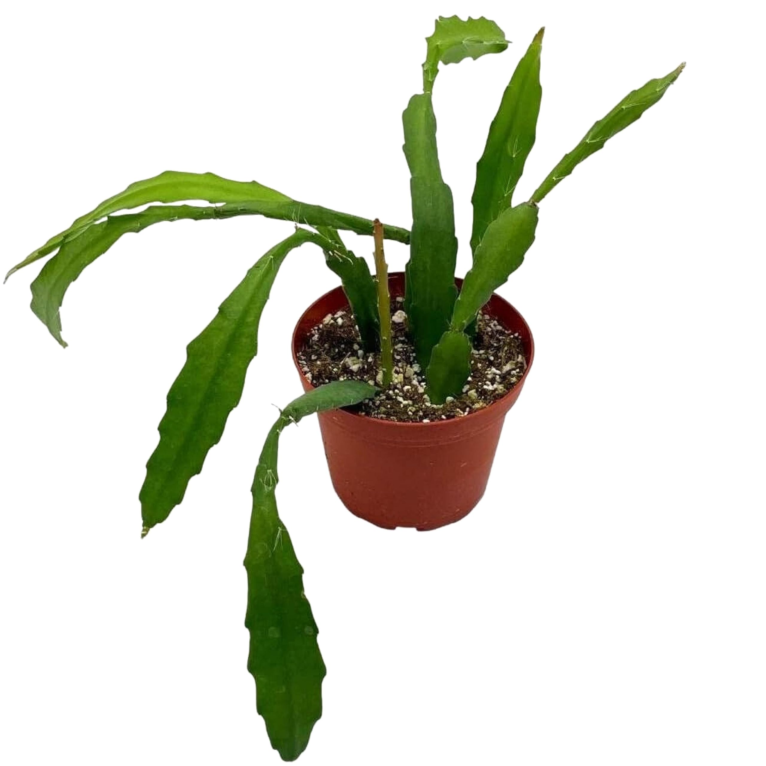 Epiphyllum orchid cactus inch disocactus ackermannii patio lawn garden