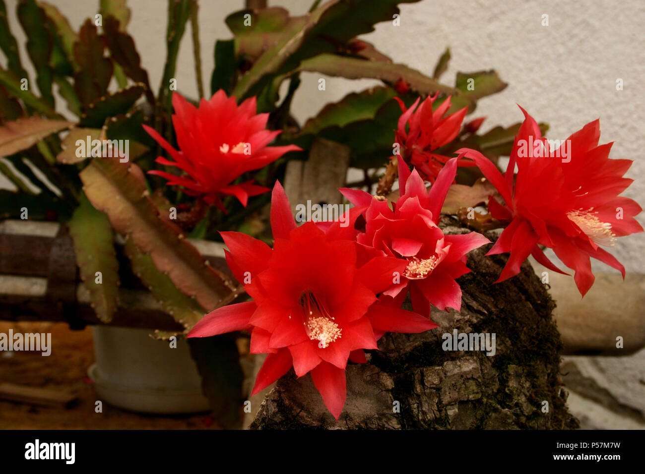 Disocactus ackermannii hi
