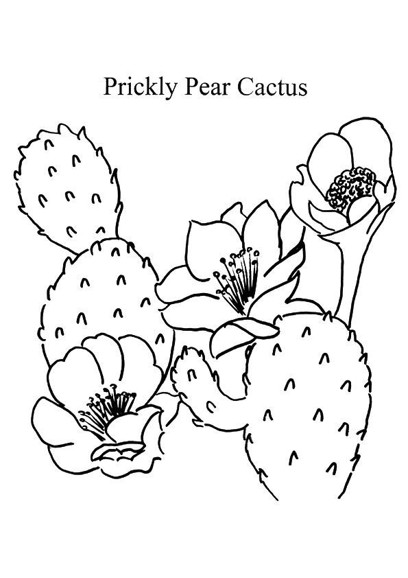 Prickly pear fruit colorg pages colorg pages animal colorg pages