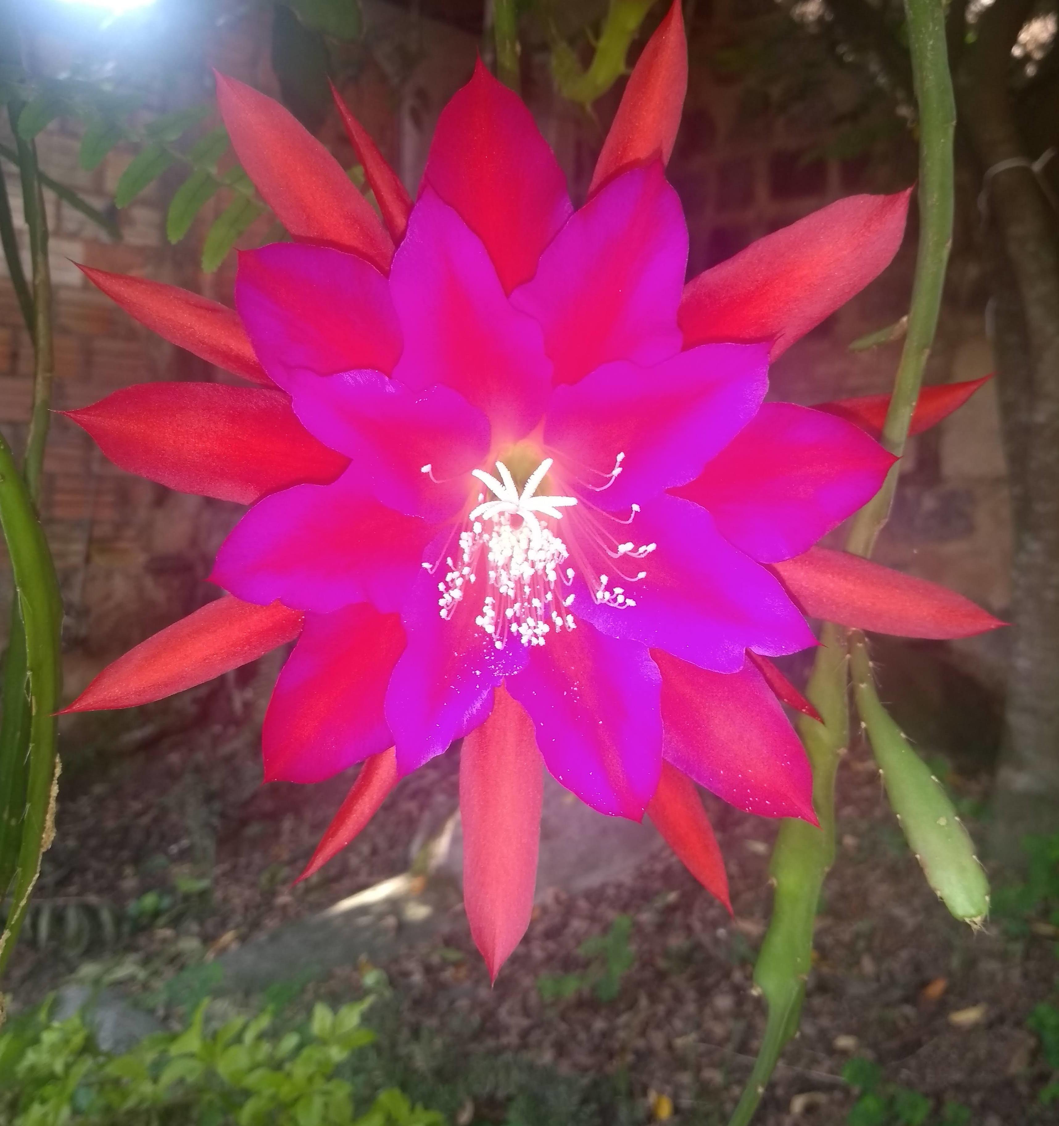 This morning my disocactus ackermannii had flowers rcactus
