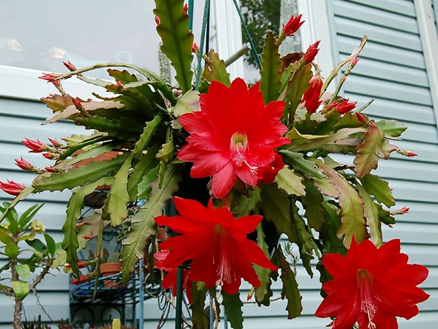 Red orchid cactus
