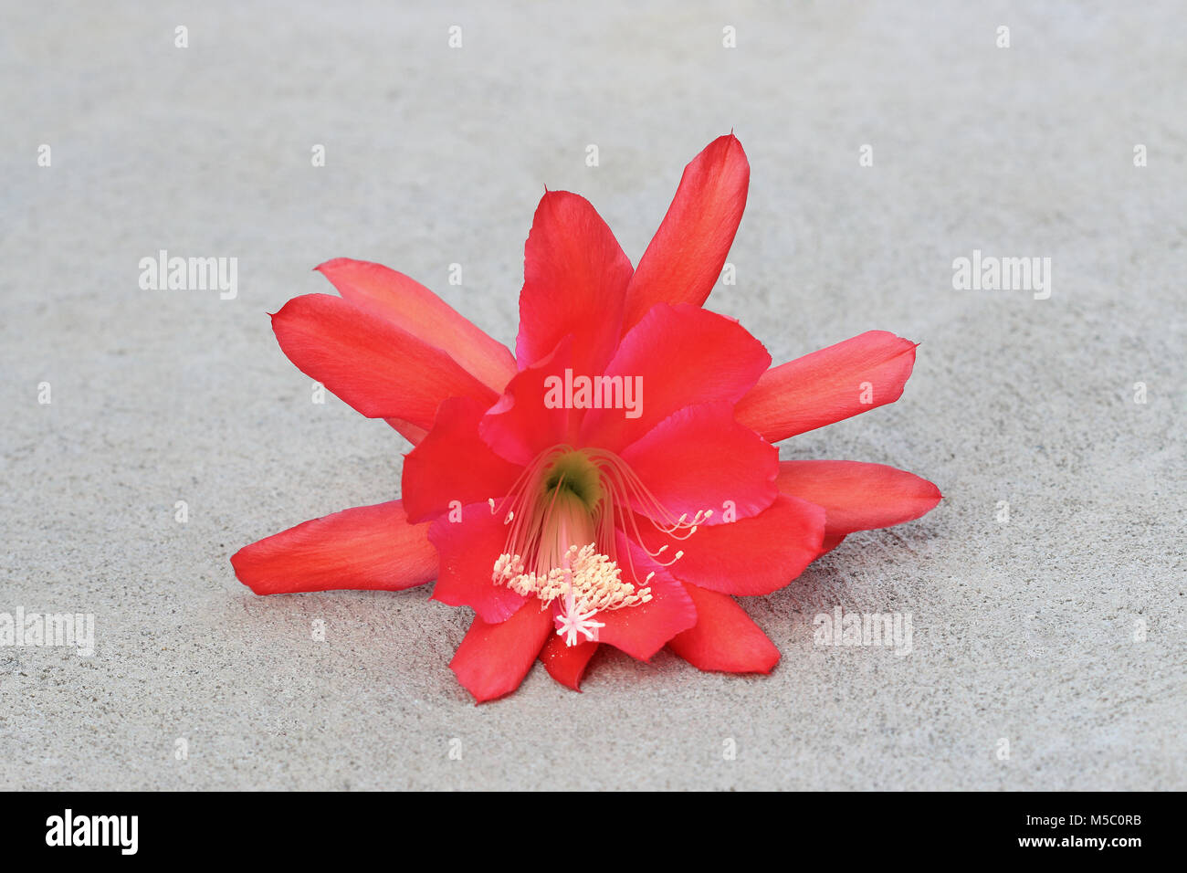 Epiphyllum ackermannii hi