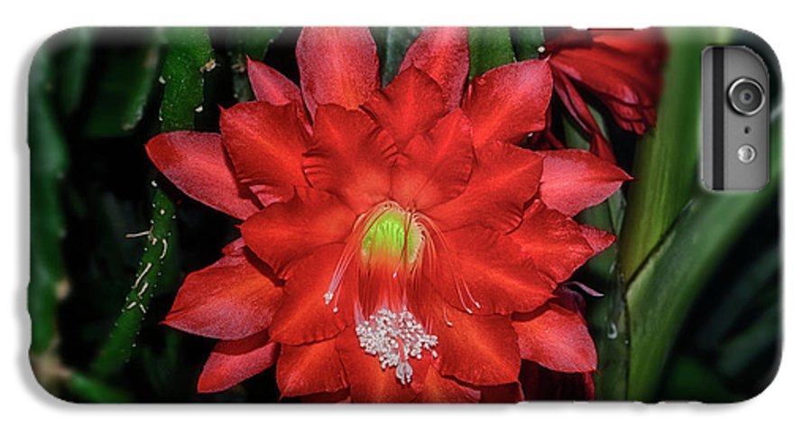 Orchid cactus