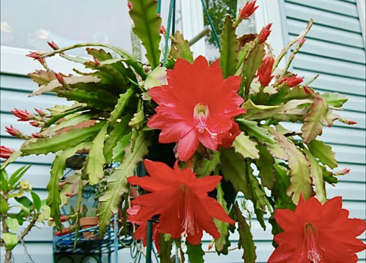 Pot of epiphyllum orchid cactus big red flower rare succulent plant