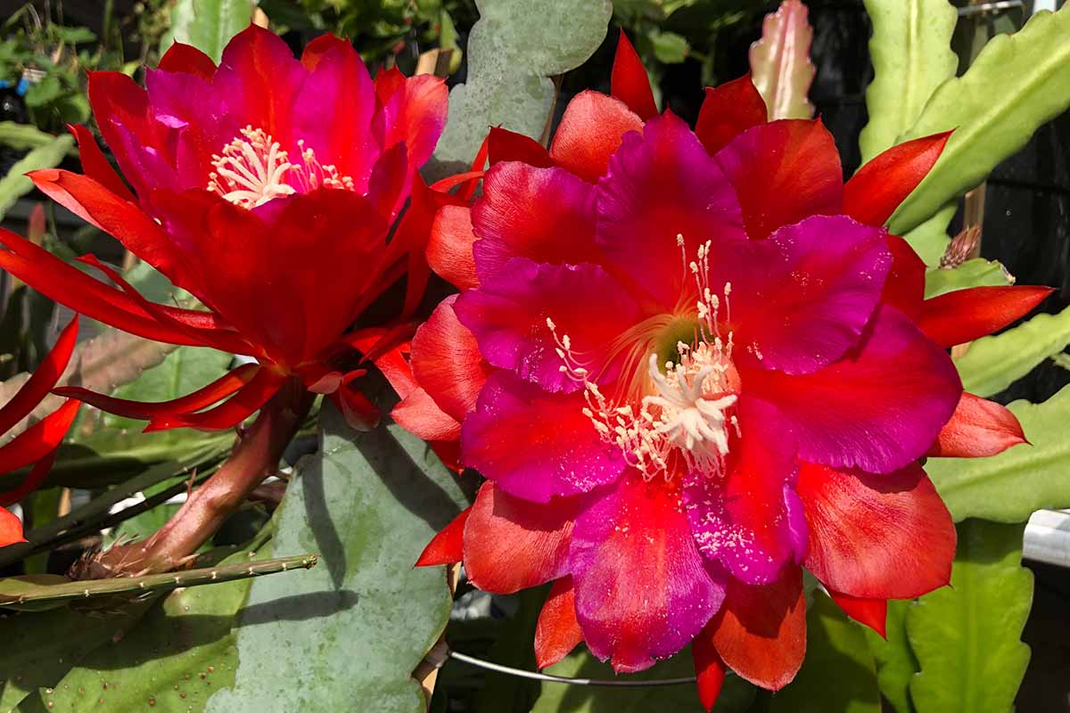 Of the most fabulous types of epiphyllums gardeners path