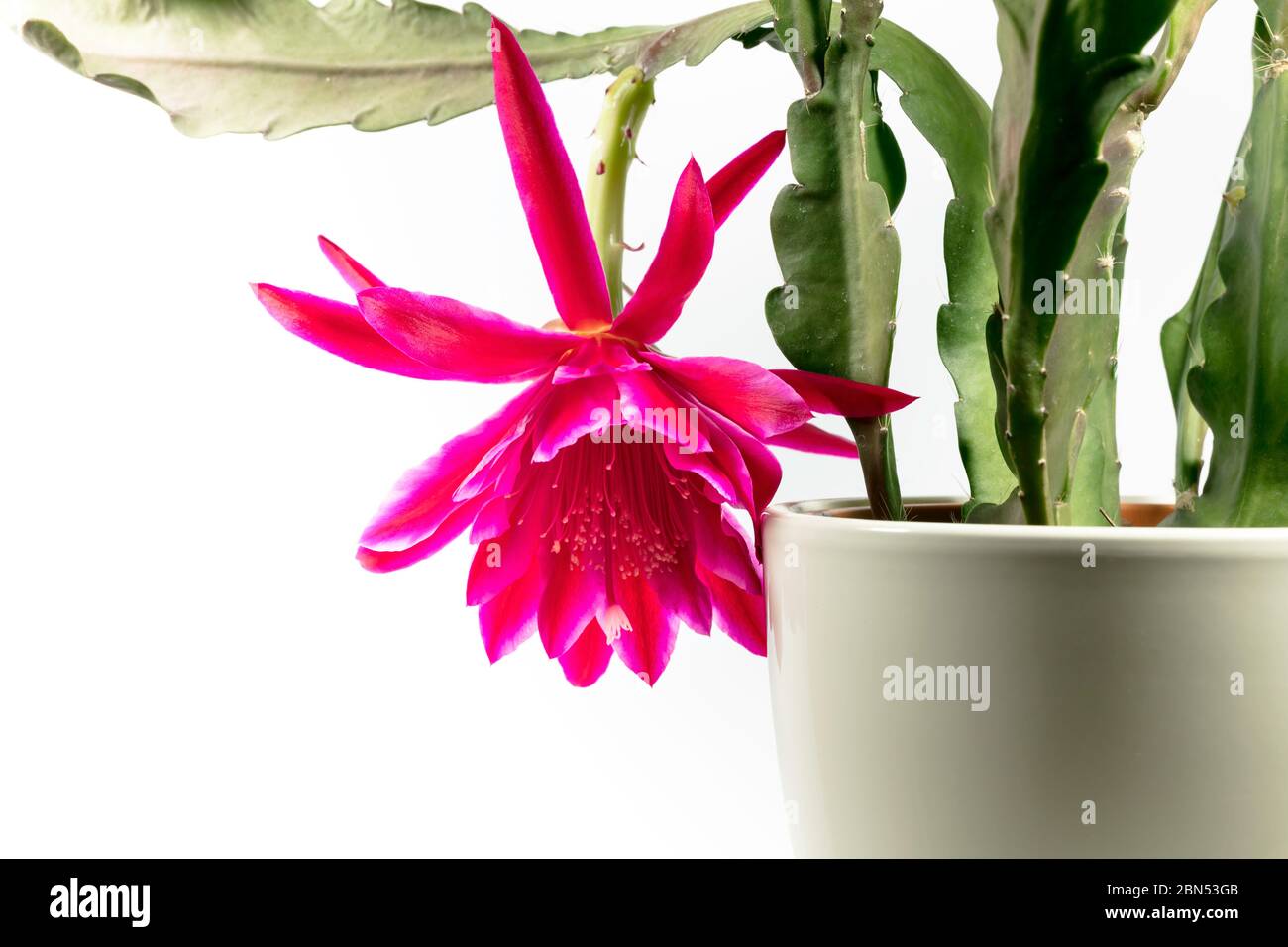 Blooming pink epiphyllum hi