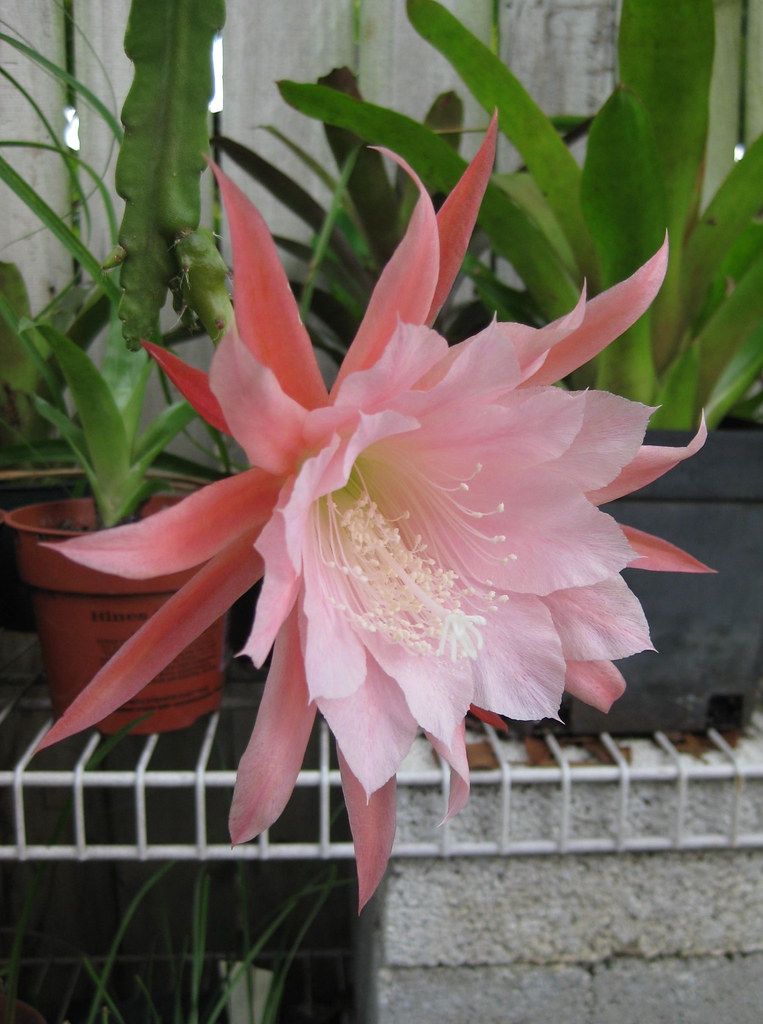 Disocactus ackermannii formerly known as epiphyllum ackermâ