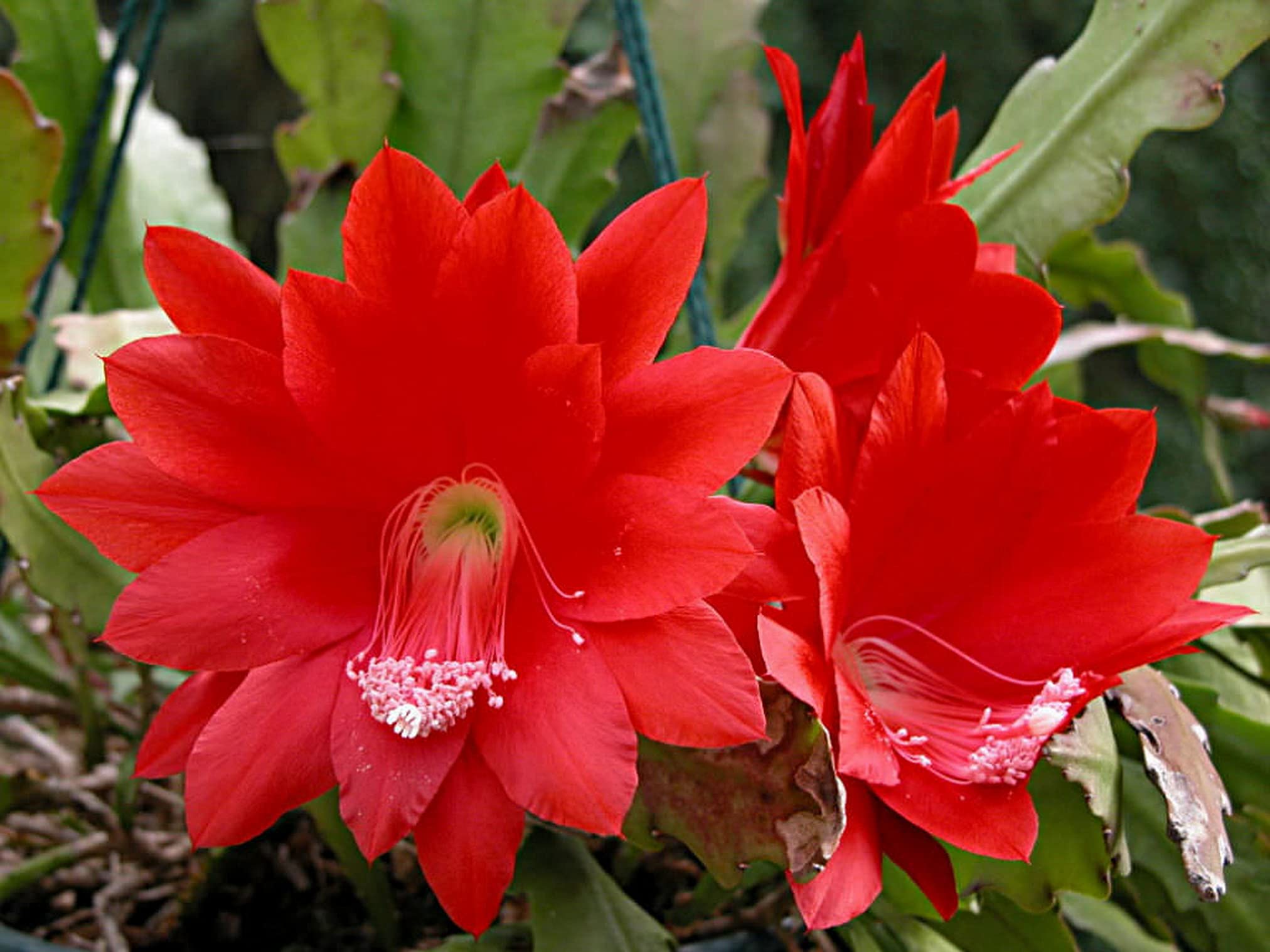Red orchid cactus