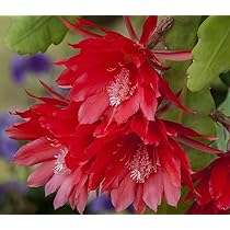 Hirts red orchid cactus
