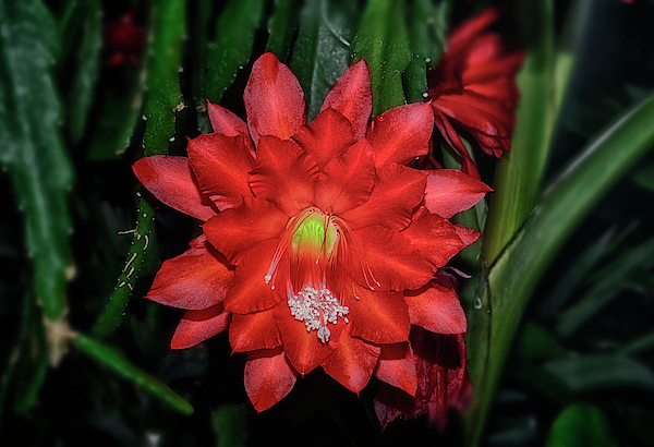 Orchid cactus